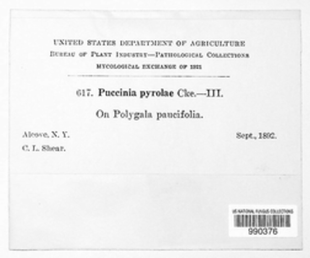 Puccinia pyrolae image